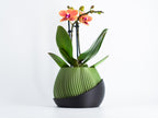 Maceta Bloomer