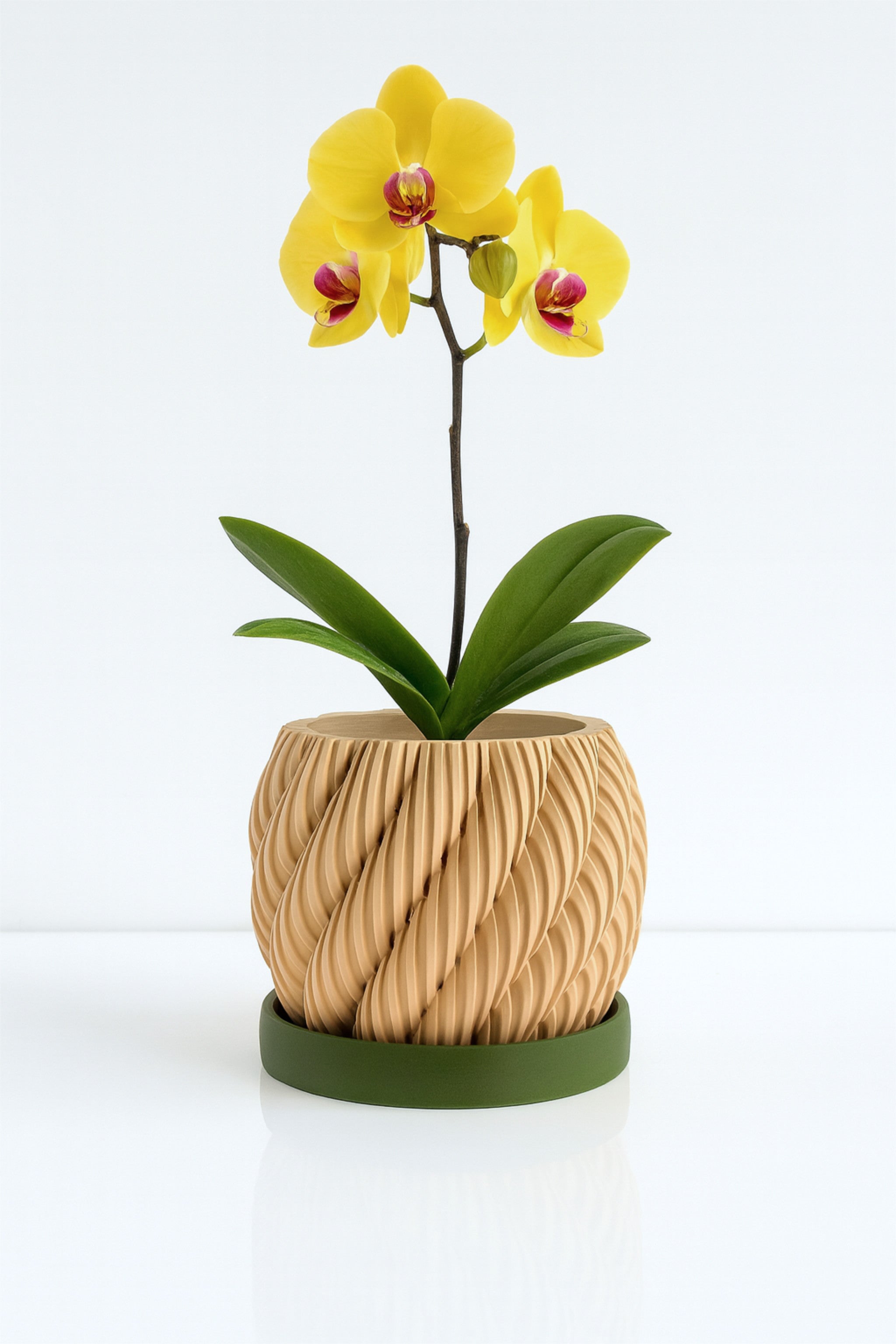 Aeris - Maceta para Orquídeas