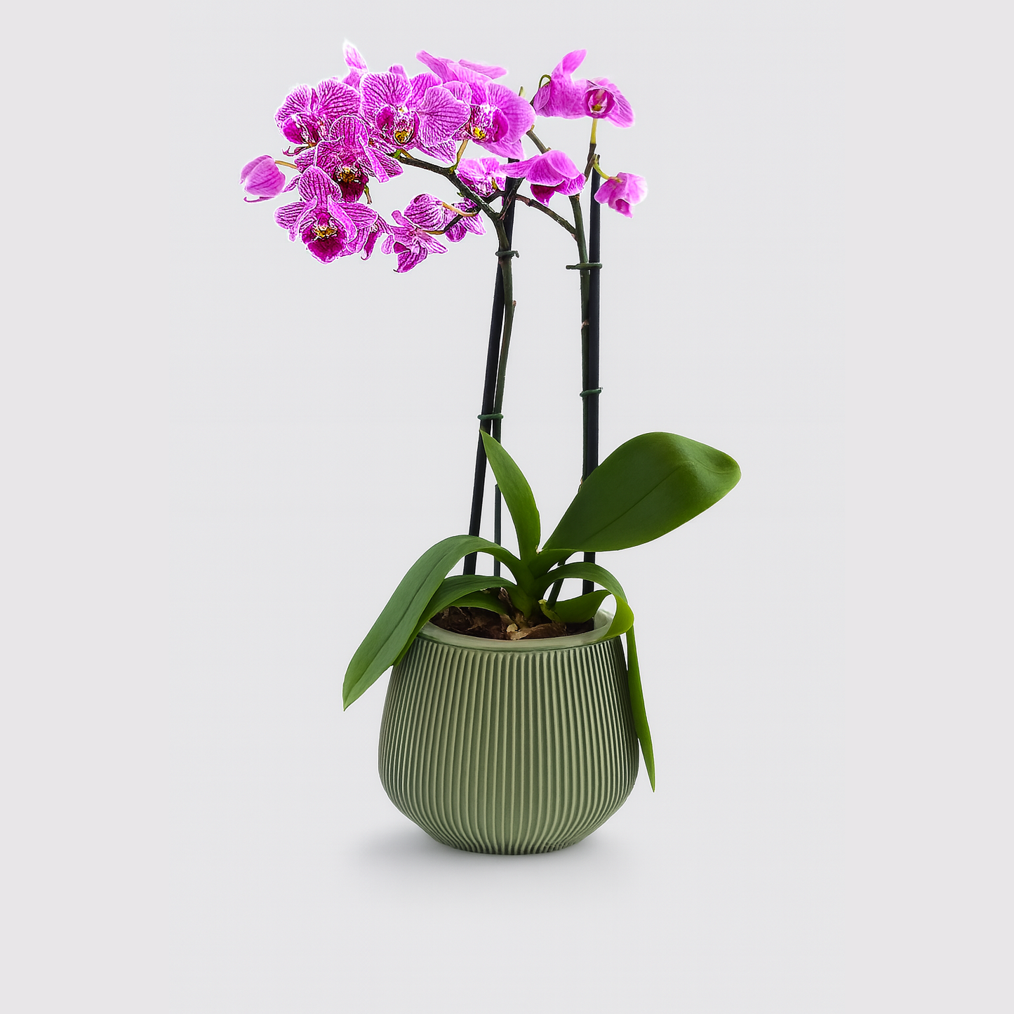 Céline - Maceta para Orquídeas