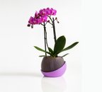 Maceta Bloomer
