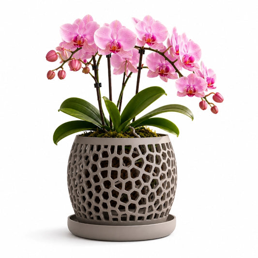 Voronoi - Maceta para Orquídeas