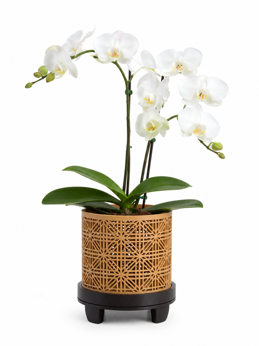 Kumika - Maceta para Orquídeas