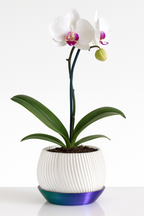 Maceta Bloomer Lite