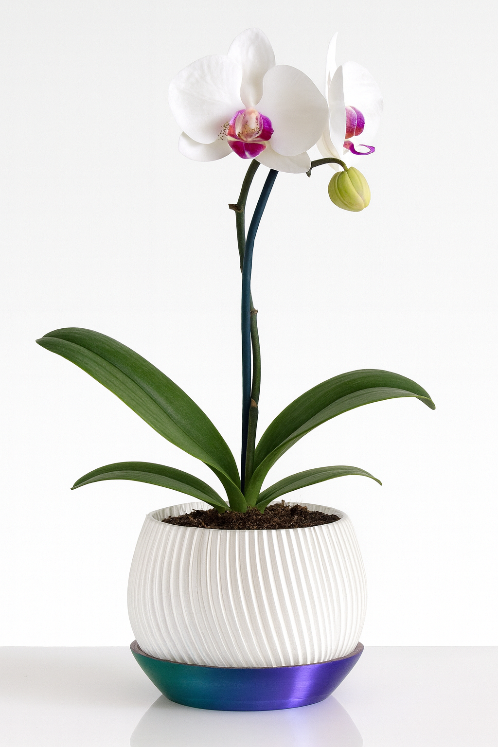 Maceta Bloomer Lite